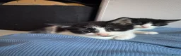 Mixed Breed cats for sale: Beautiful small girl - Advert 8