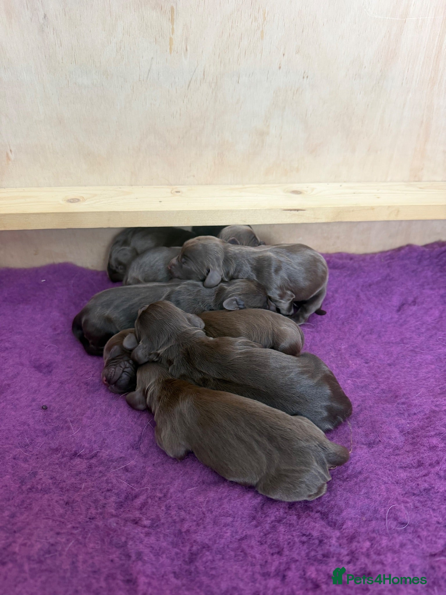Cocker Spaniel dogs Working cocker spaniel puppies - Advert 1