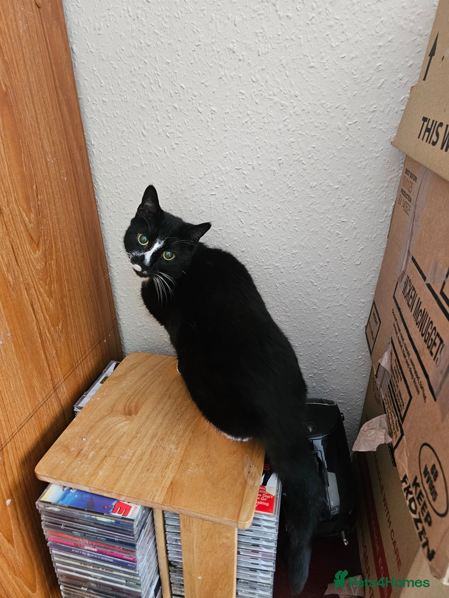 Mixed Breed cats Female cat to be rehomed - Advert 4