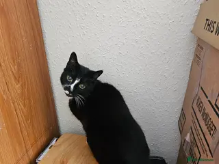 Mixed Breed cats Female cat to be rehomed - Advert 4