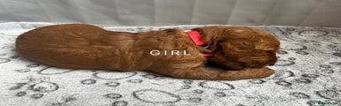 Goldendoodle Puppy 6