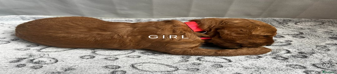 Goldendoodle Puppy 6
