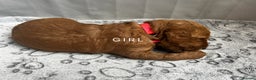 Goldendoodle dogs for sale: One Beautiful girl mini golden doodle available  - Advert 2