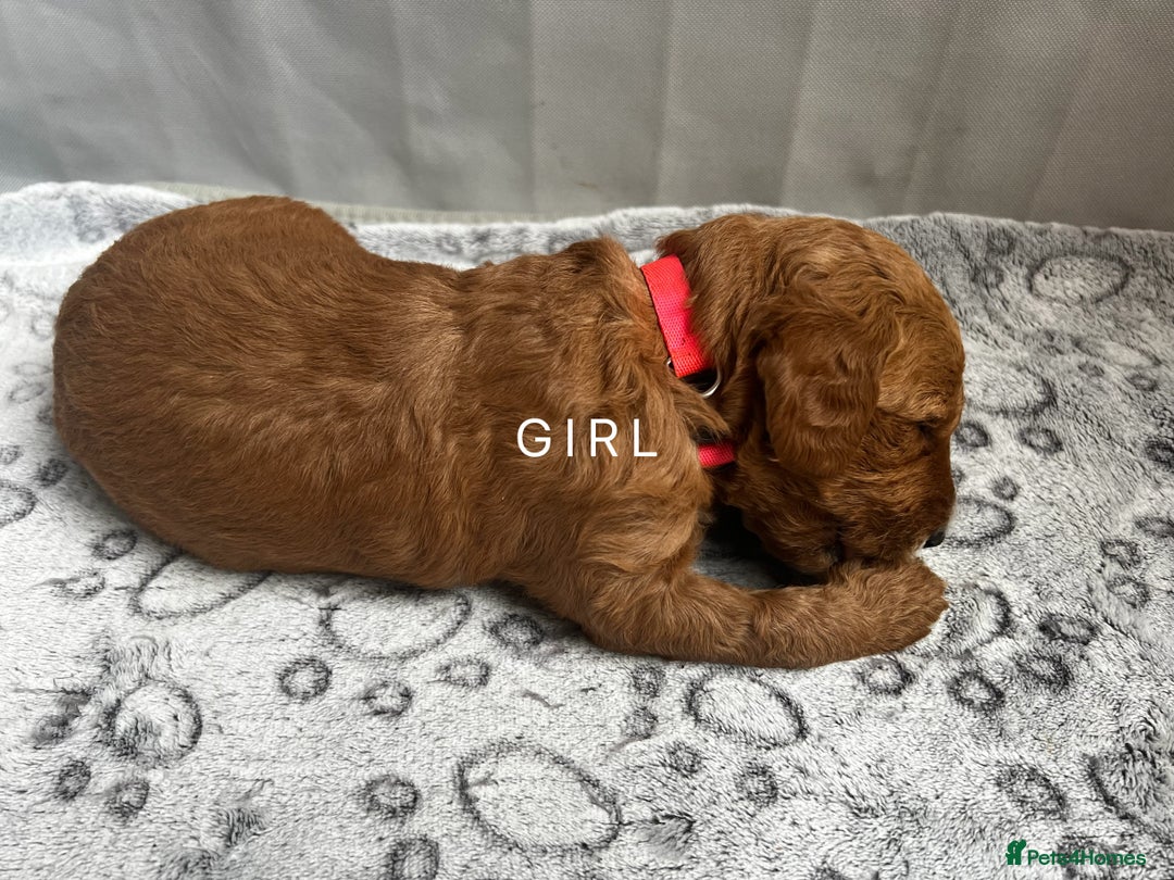 Goldendoodle dogs for sale: Beautiful F1B Goldendoodle - Image 2