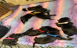 Dobermann dogs for sale: *Stunning Top/Best Bloodline Dobermanns For Sale* - Image 10