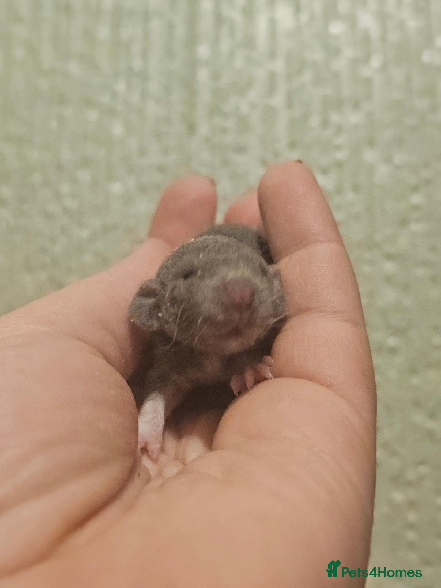 Rat rodents Baby Dumbo Rats - Rex, DRex & Smooth - Advert 13