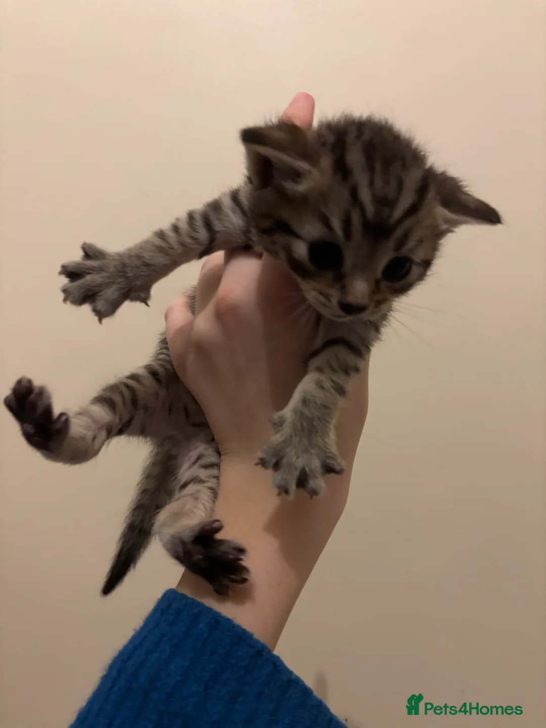 Mixed Breed cats for sale: Tabby kittens for sale!! - Advert 3
