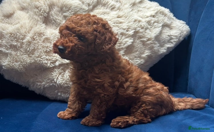 Toy Poodle dogs - Advert 16