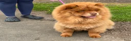 Chow Chow dogs for sale: Chocolate sable female  - Advert 2