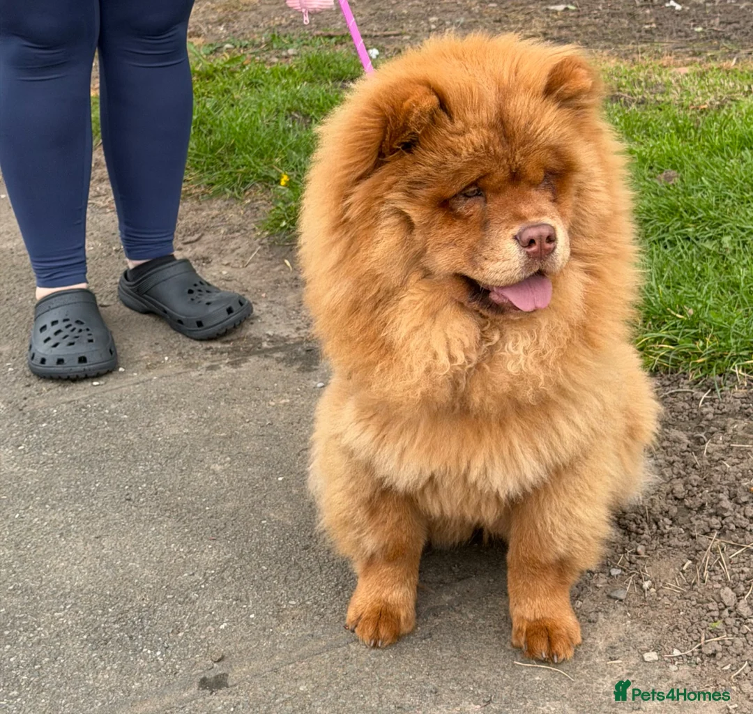 Chow Chow dogs for sale: Chocolate sable female  - Advert 2