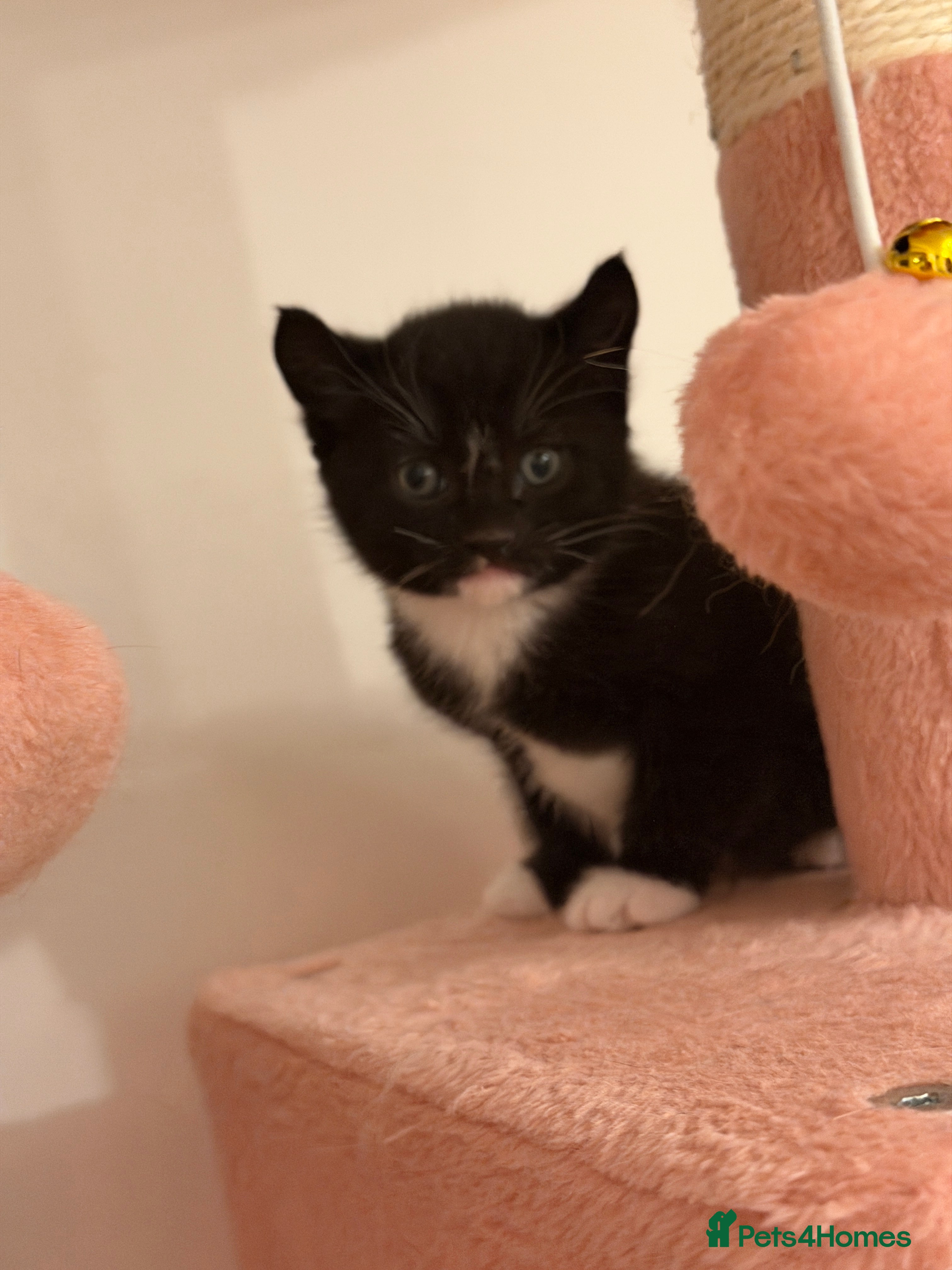 British Shorthair cats Looking for a new home!!! - Advert 5