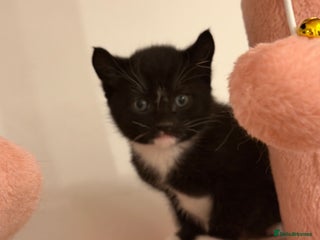 British Shorthair cats Looking for a new home!!! - Advert 5