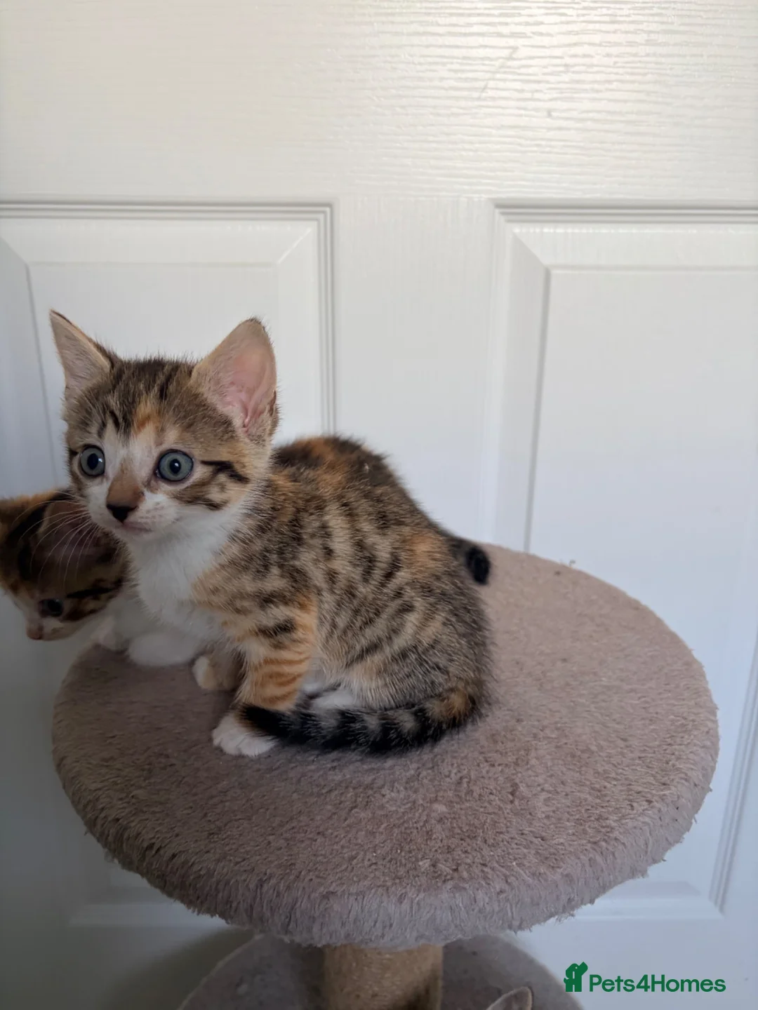 Mixed Breed cats for sale: 4 gorgeous kittens  - Advert 2