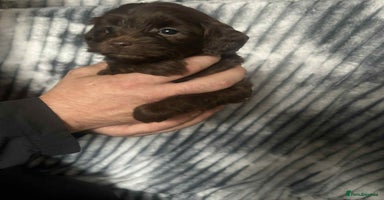 Cockapoo dogs - Advert 11