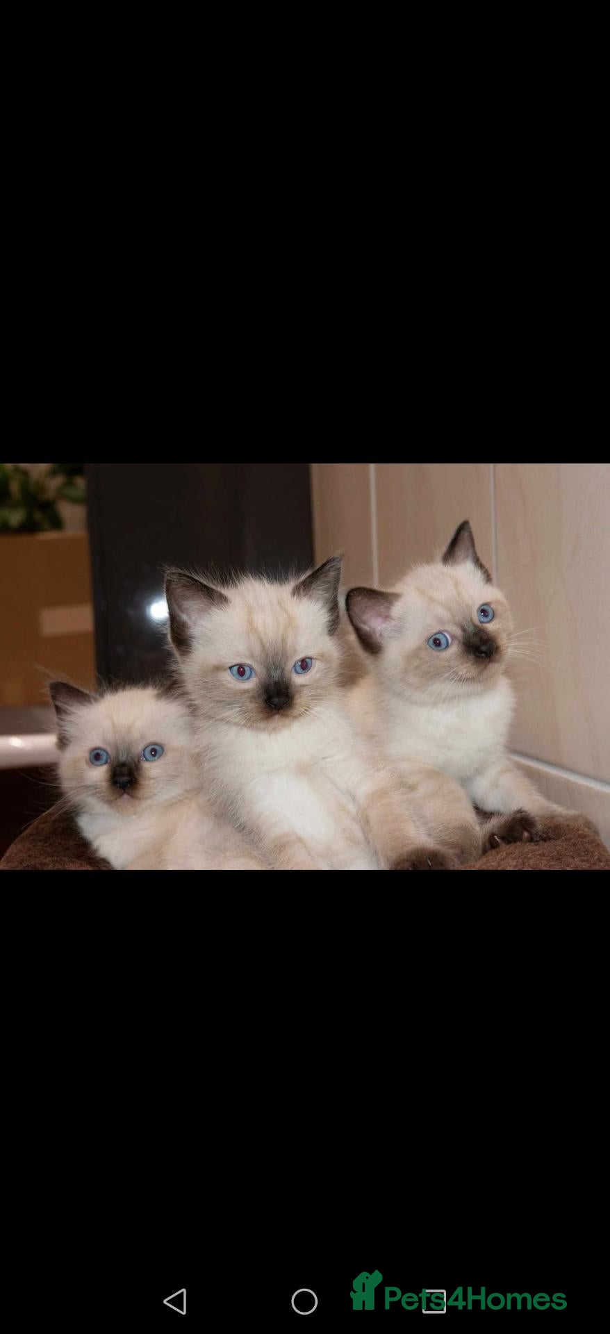Ragdoll cats ​Beautiful Ragdoll Kittens  Boys & Girls Available - Advert 19