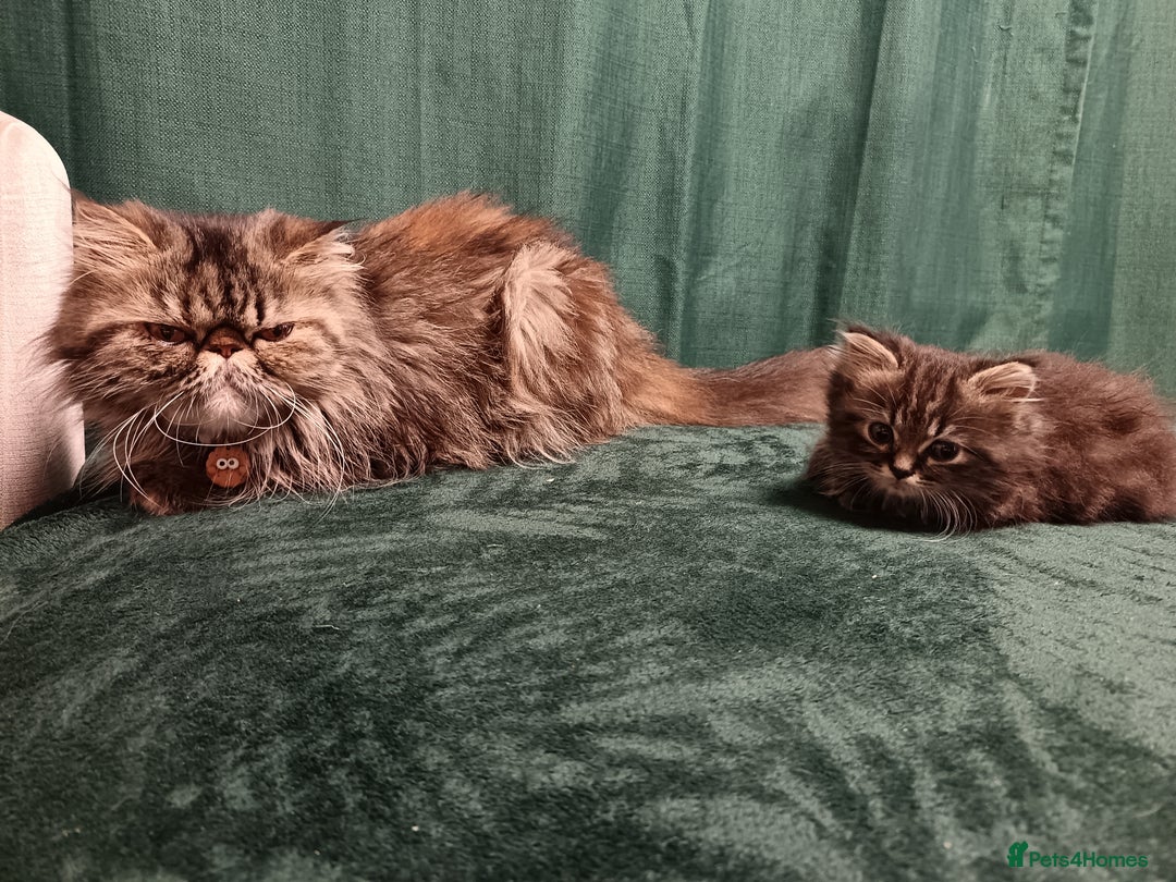 Mixed Breed cats for sale: Persian / Ragdoll boy - Image 6