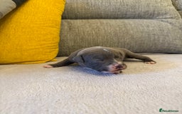 Staffordshire Bull Terrier dogs for sale: 7 BEAUTIFUL STAFFY PUPS SIRED BY CH FIGO - Image 5