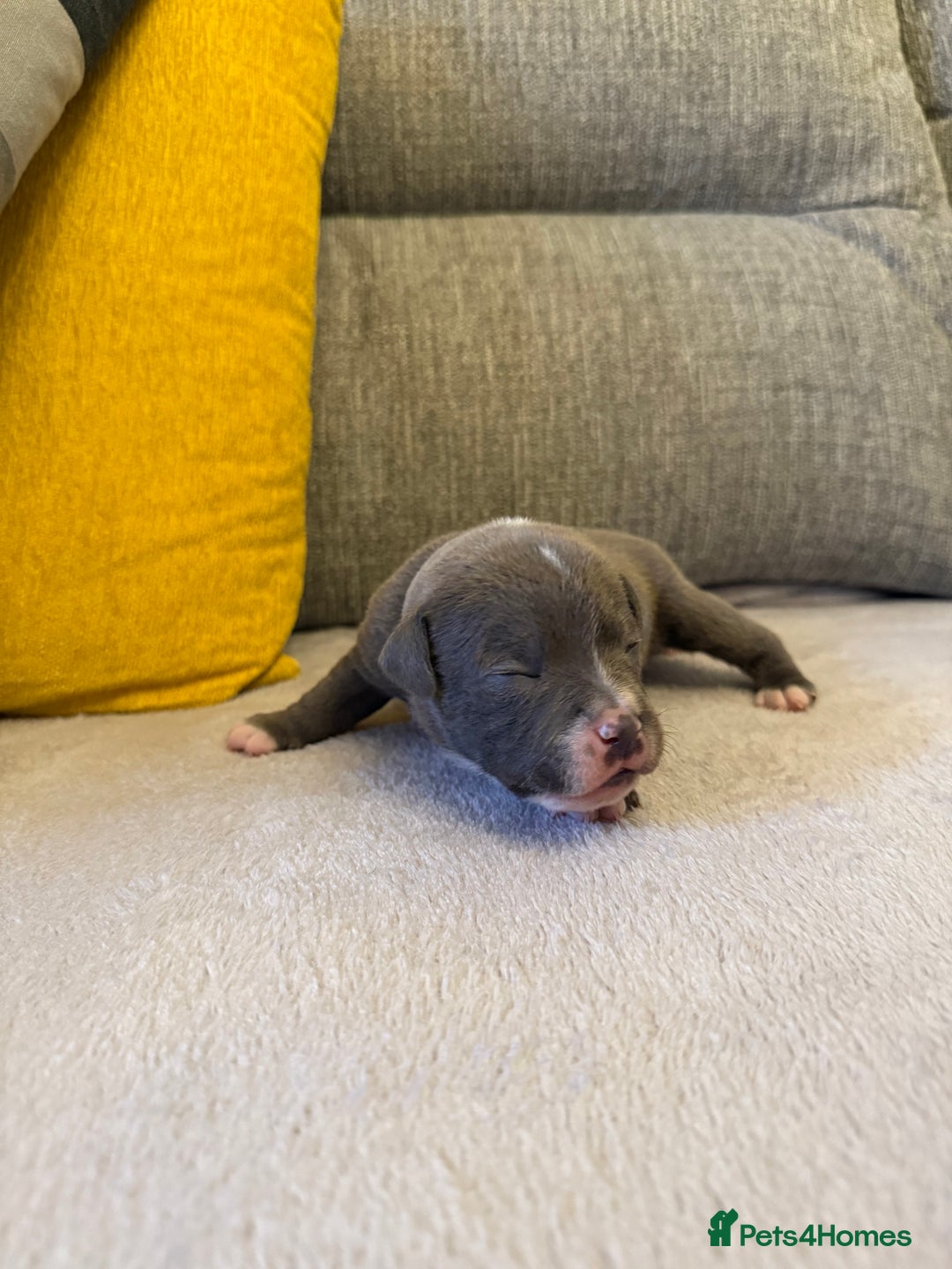 Staffordshire Bull Terrier dogs for sale: 7 BEAUTIFUL STAFFY PUPS SIRED BY CH FIGO - Image 5