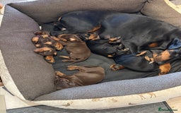 Dobermann dogs for sale: Gorgeous Doberman girls  - Image 1