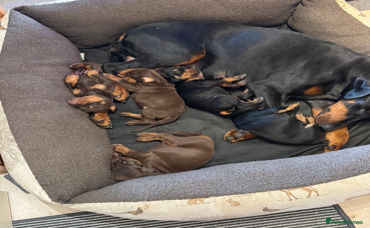Dobermann dogs - Advert 4