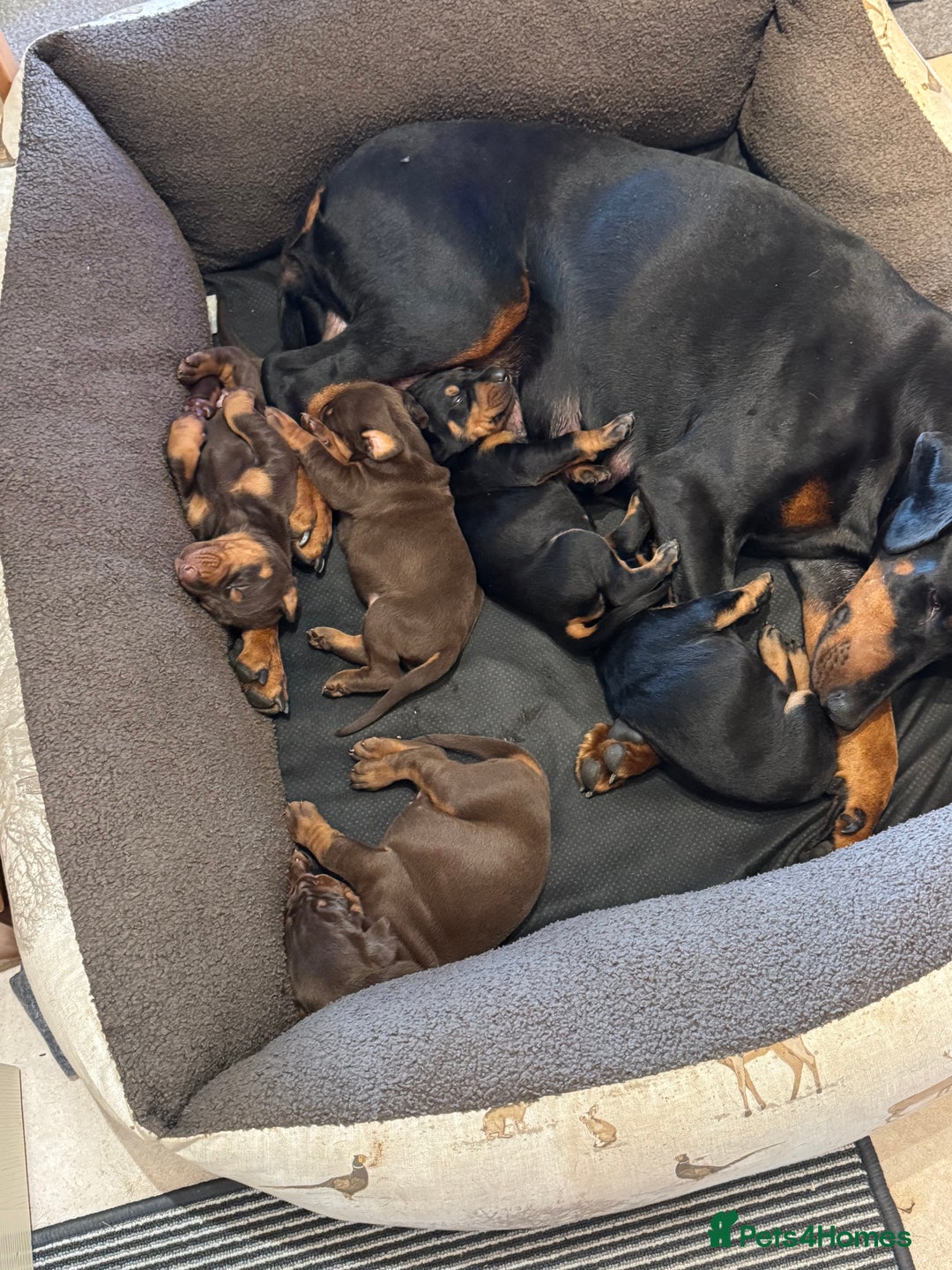 Dobermann dogs for sale: Gorgeous Doberman girls  - Image 1