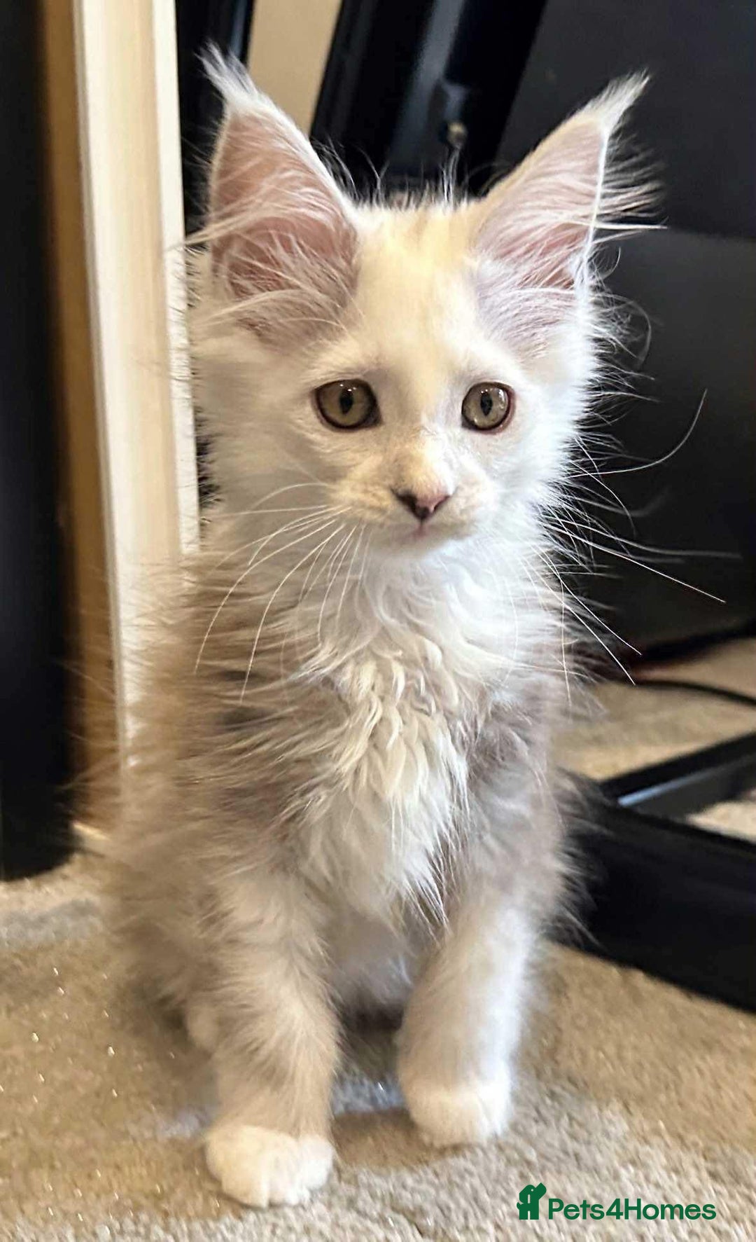 Maine Coon cats for sale: Gorgeous Blue Shaded Maine Coons  - Image 3