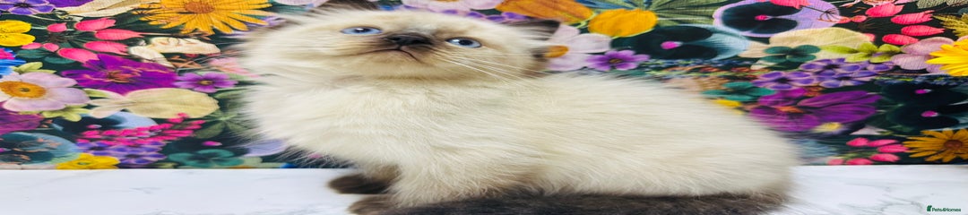 Ragdoll Kitten 4