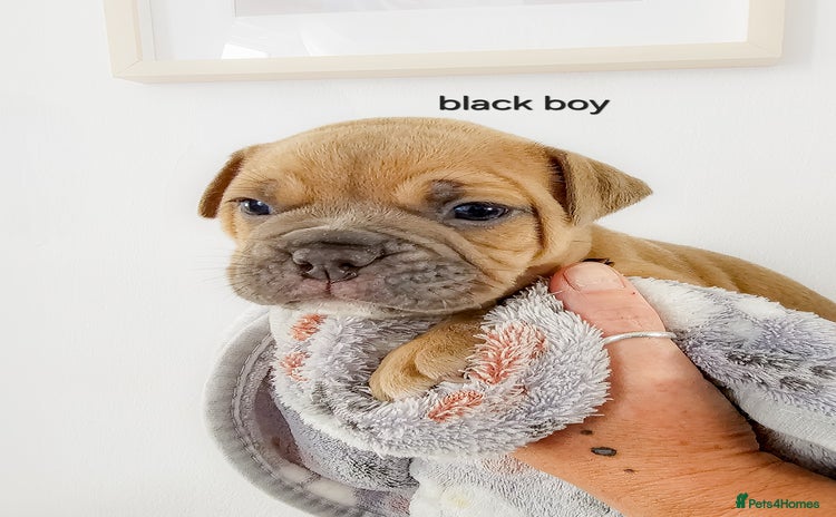 Olde English Bulldogge dogs - Advert 7