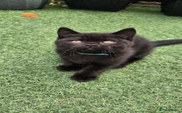 British Shorthair cats for sale: Stunning Pedigree British Shorthair Kittens in Portsmouth - Image 14