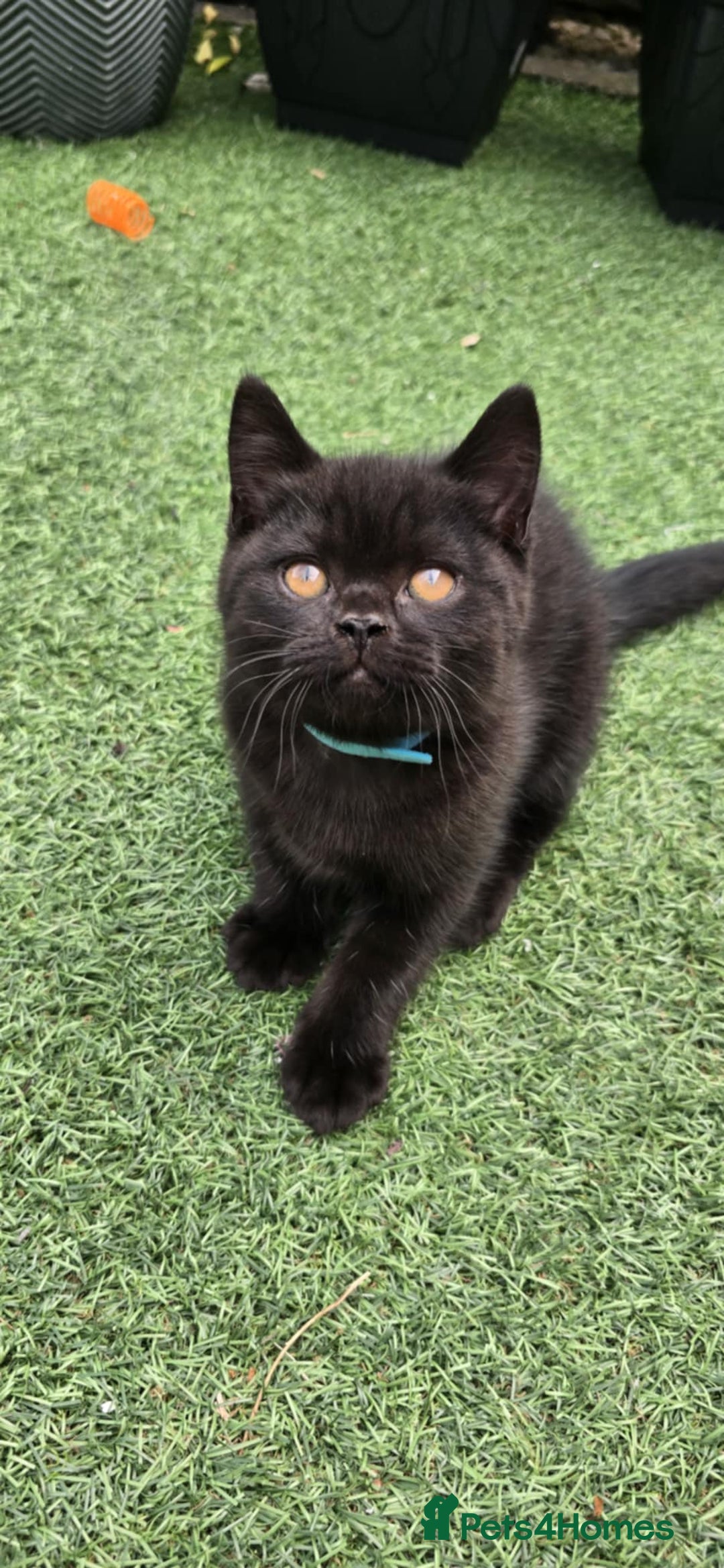 British Shorthair cats for sale: Stunning Pedigree British Shorthair Kittens in Portsmouth - Image 14