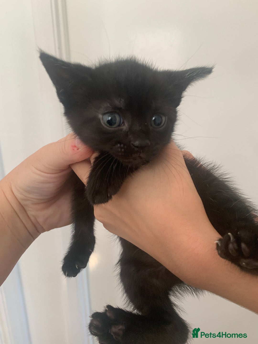 Mixed Breed cats for sale: Boy kitten looking for he’s for ever home  - Image 12