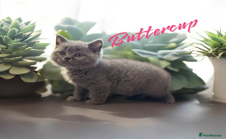 British Shorthair cats in Stockport - Advert 11