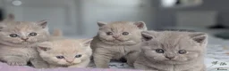 British Shorthair cats for sale: Exceptional British Shorthair kittens 🔥💥 - Advert 7