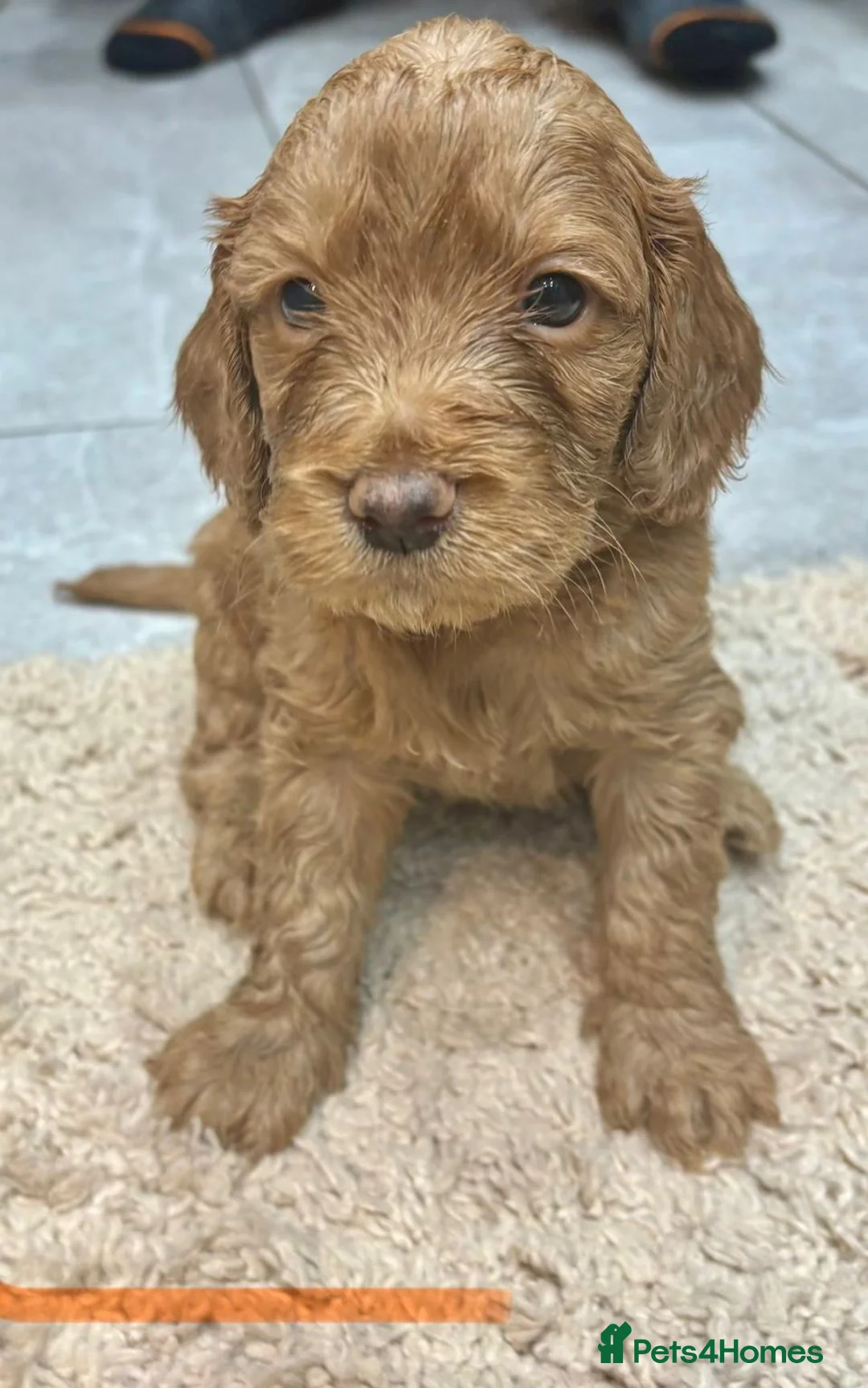 Cockapoo dogs for sale: Beautiful f1 red cockerpoos - Advert 2