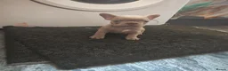 French Bulldog dogs for sale: French bulldog puppie  - Advert 2