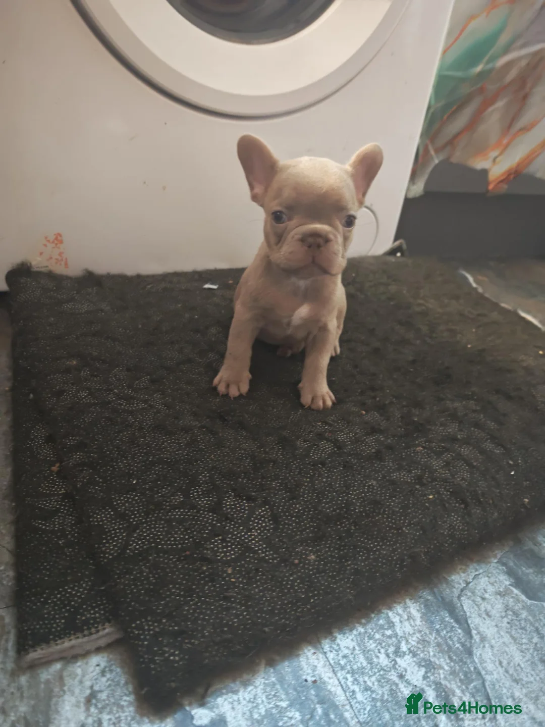 French Bulldog dogs for sale: French bulldog puppie  - Advert 2