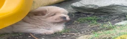 Chow Chow dogs for sale: Platinum chow chow  - Advert 8