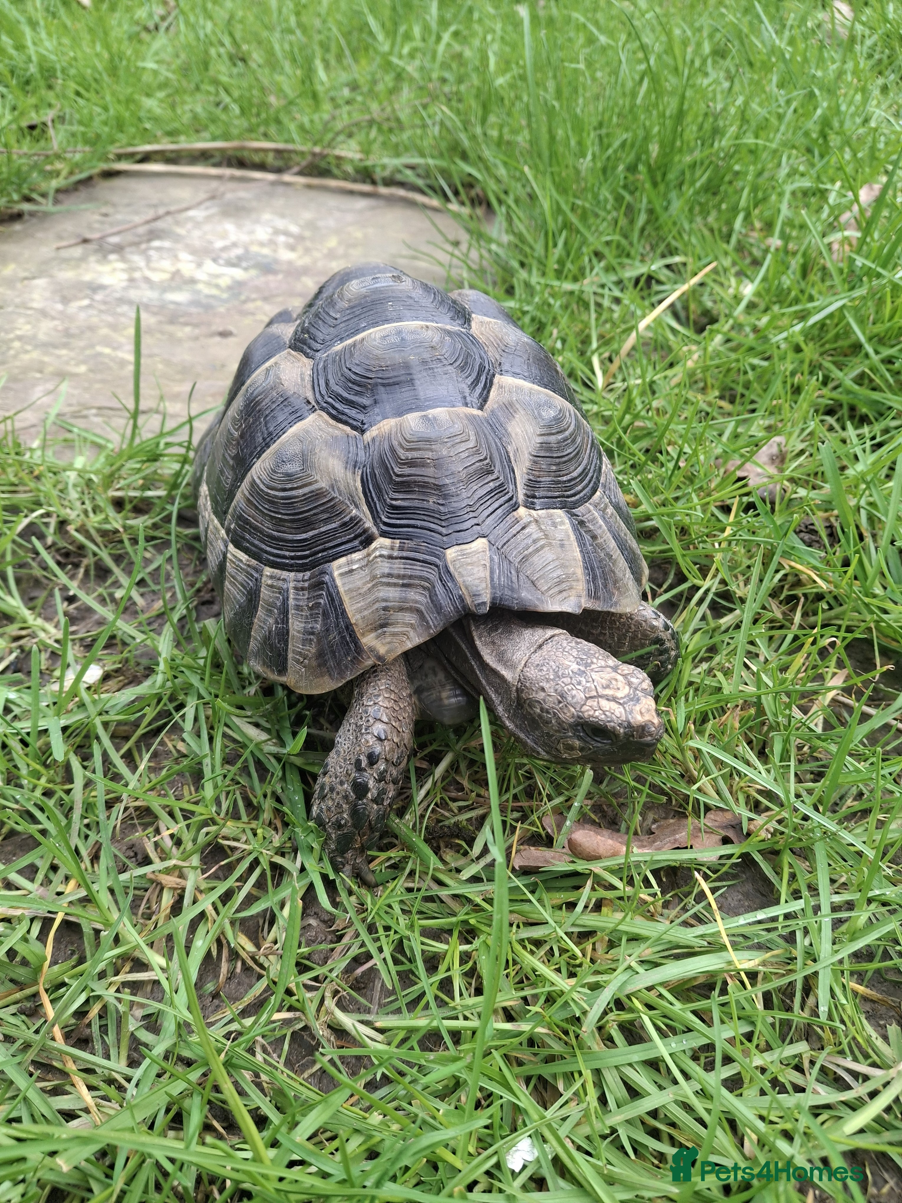 Tortoise reptiles Spur-thigh Testudo graeca - Advert 1