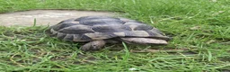 Tortoise reptiles for sale: Spur-thigh Testudo graeca - Advert 1