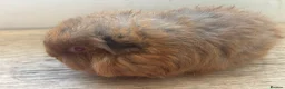 Guinea Pig rodents for sale: Father and son Swiss boys - Advert 9