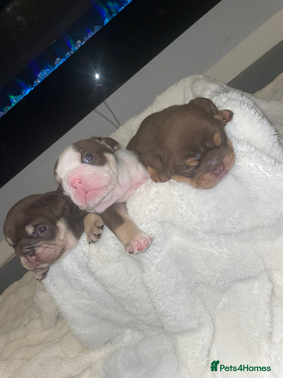 English Bulldog dogs for sale: TOP CLASS  English Bull Dog puppies  - Advert 17