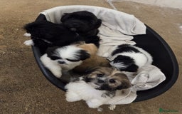 Lhasa Apso dogs for sale: Lhasa Apso Puppies - Advert 3