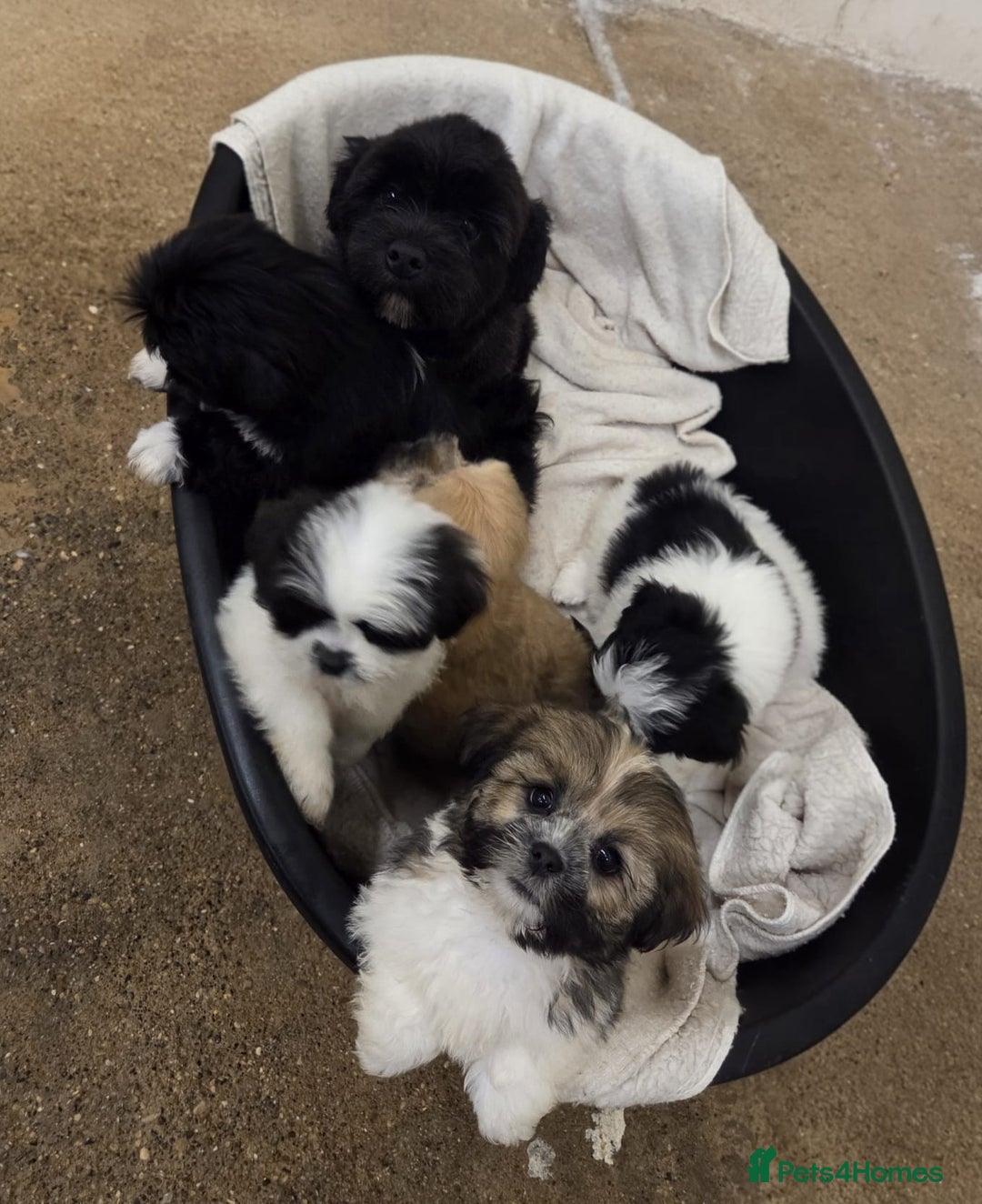 Lhasa Apso dogs for sale: Lhasa Apso Puppies - Advert 3