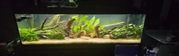 Catfish fish for sale: Fluval roma 240L aquarium- complete upgraded setup - Advert 1