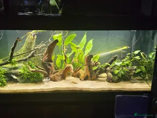 Catfish fish Fluval roma 240L aquarium- complete upgraded setup - Advert 4
