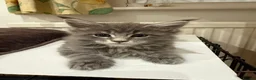 Maine Coon cats for sale: Maine coon - Advert 10