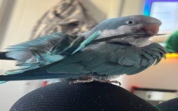 Parakeets birds for sale: Quaker Parakeet - Image 4