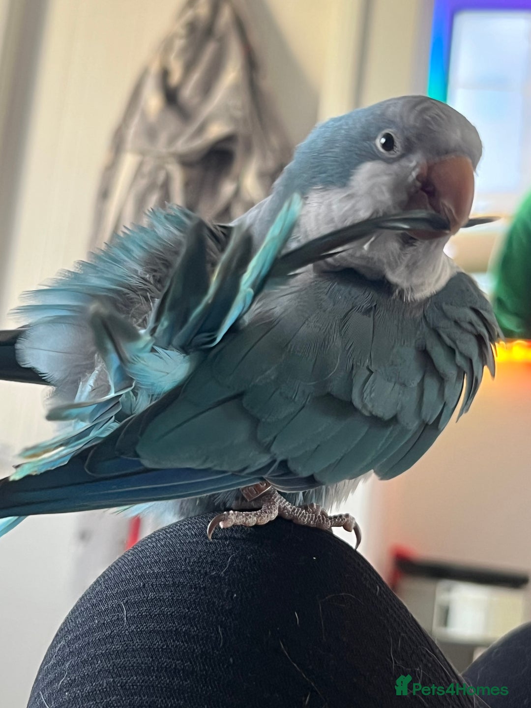 Parakeets birds for sale: Quaker Parakeet - Image 4