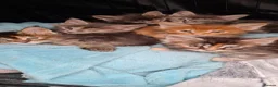 Maine Coon cats for sale: Pedigree tica mainecoon kittens - Advert 8