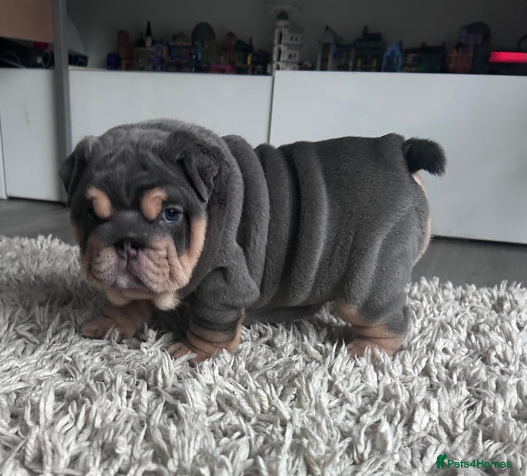 English Bulldog dogs for sale: Gorgeous Puppy Bulldogs for sale - Advert 3